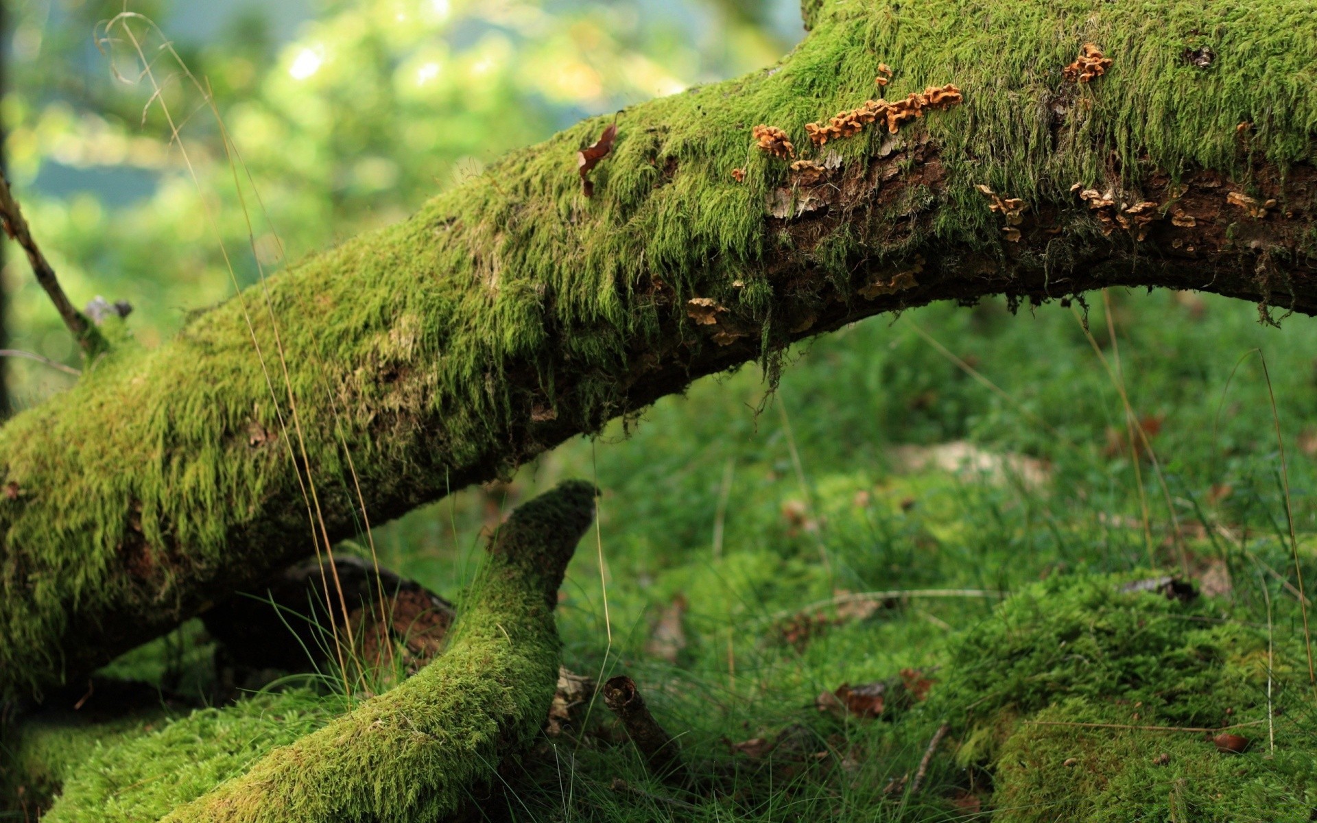 wald natur holz holz gras moos im freien umwelt flora blatt park sommer landschaft wachstum saison wild garten