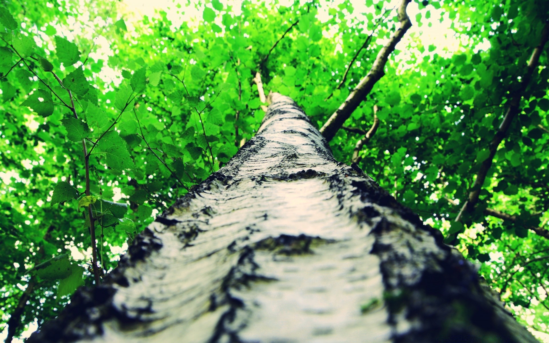 forest wood tree nature leaf landscape branch flora outdoors growth environment park summer fair weather lush trunk scenic season sun scene