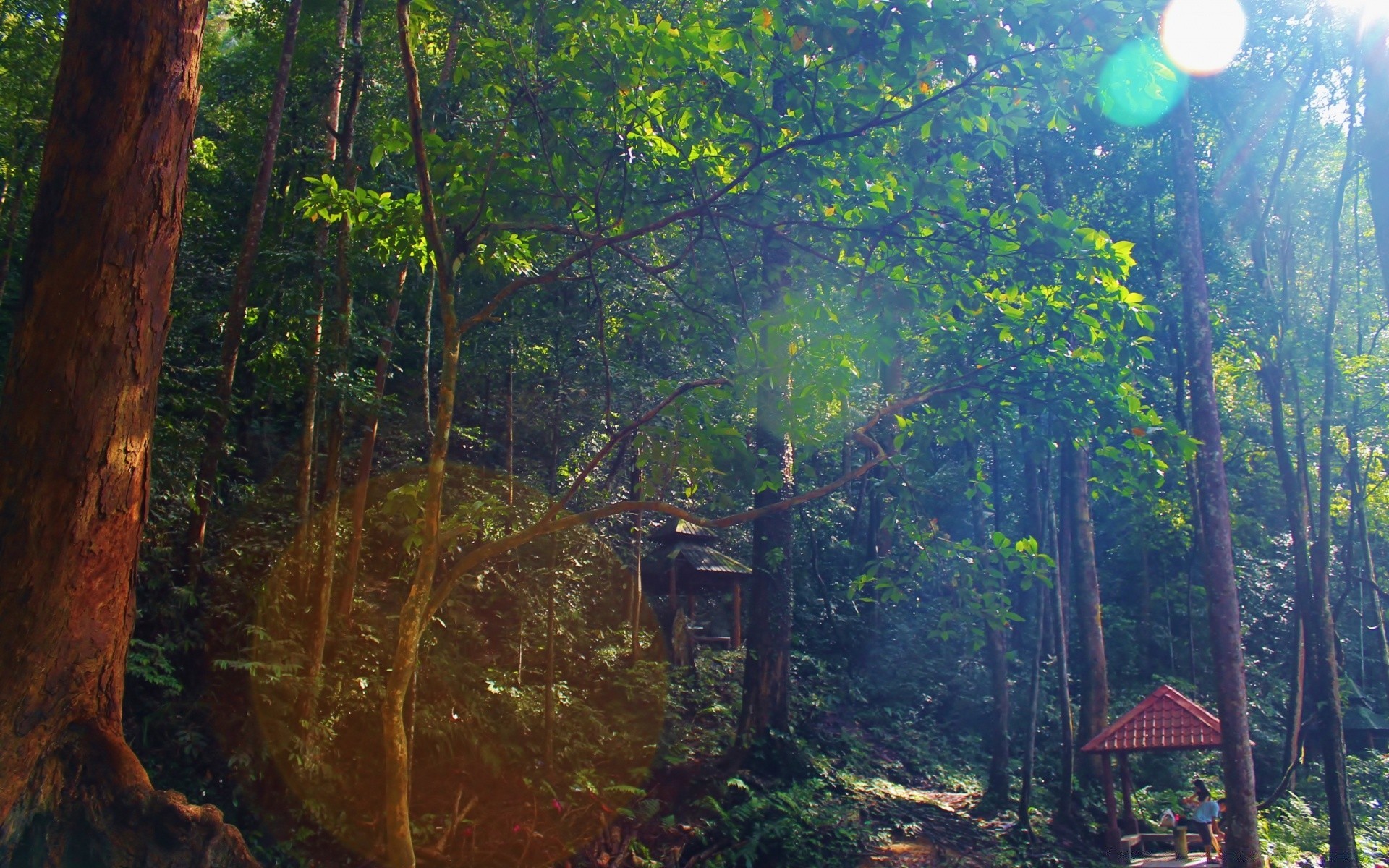 wald holz holz natur landschaft im freien blatt wasser regenwald reisen licht park üppig