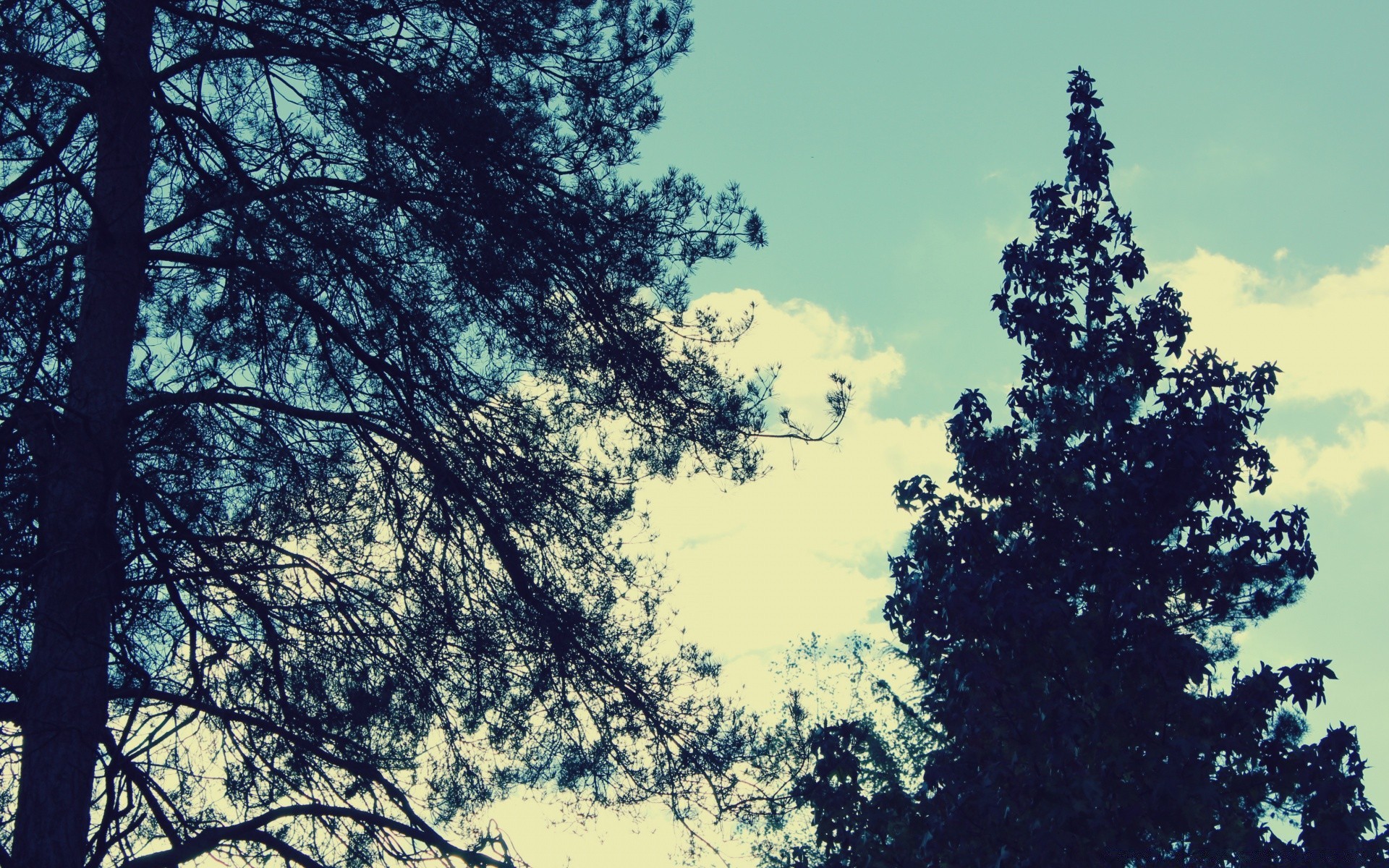 foresta albero legno paesaggio natura all aperto stagione ramo foglia parco bel tempo tempo ambiente cielo scenico scena inverno pino sole