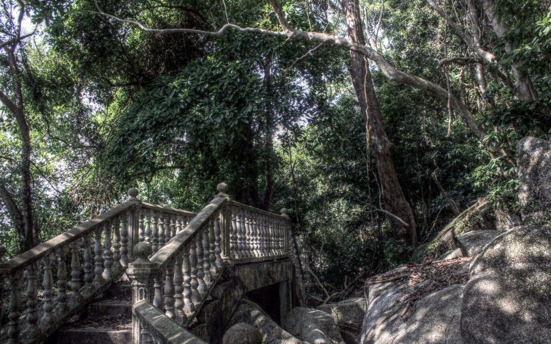 forêt bois nature arbre jungle feuille forêt tropicale tropical paysage voyage environnement flore parc à l extérieur sauvage été