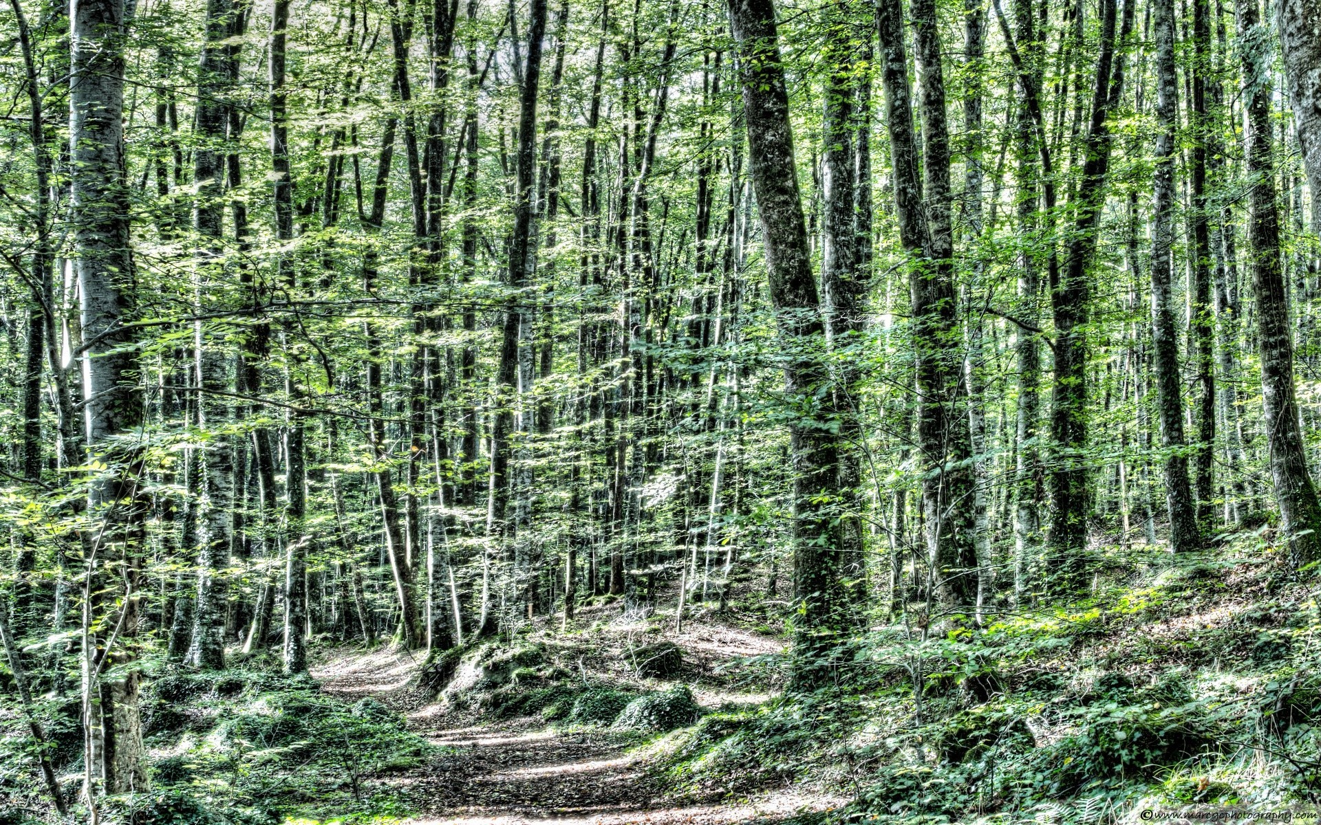 floresta madeira natureza paisagem folha árvore ao ar livre selvagem tronco crescimento flora ambiente verão desktop bom tempo