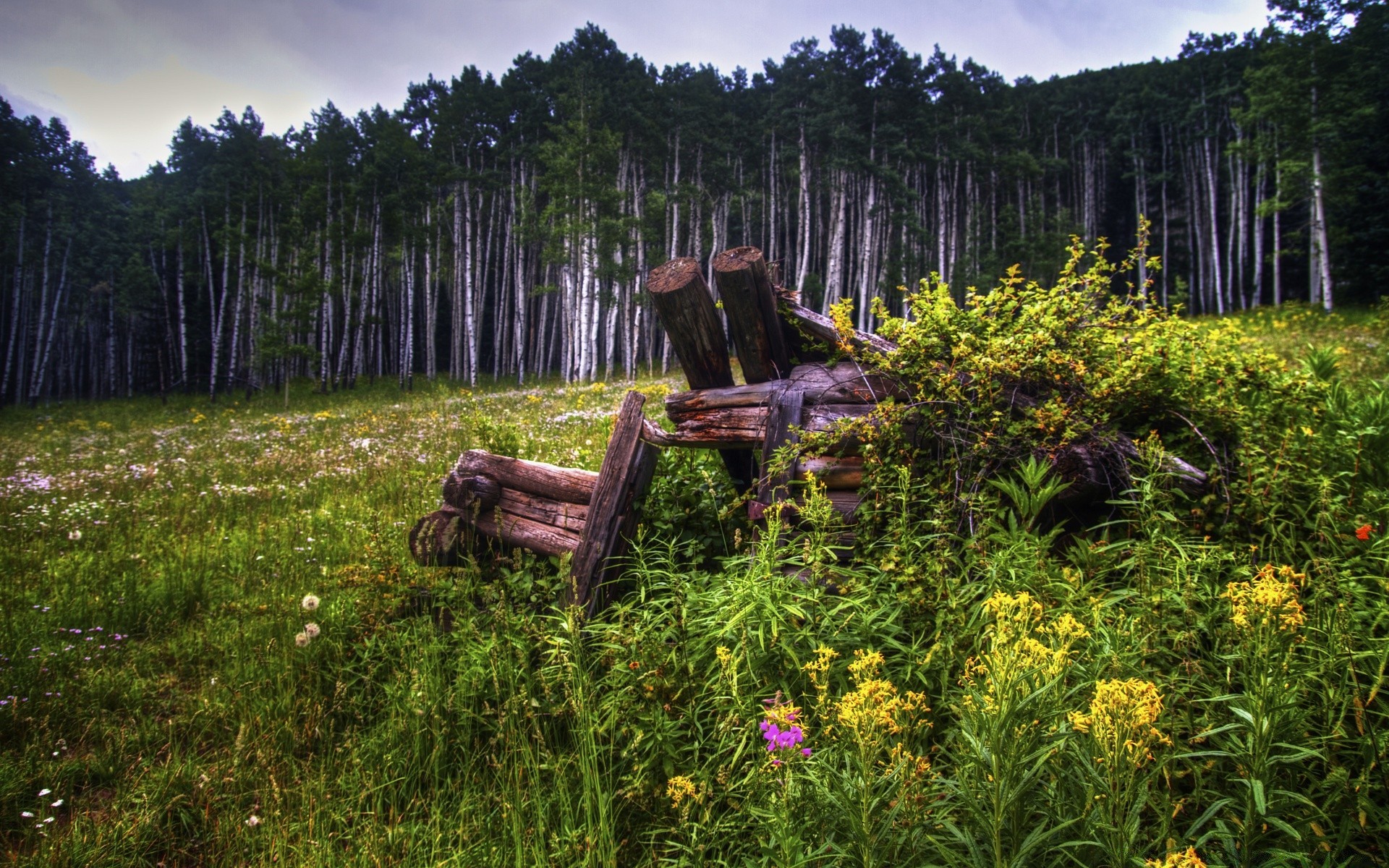 wald holz holz natur landschaft im freien landschaftlich sommer gras reisen blume aus holz blatt medium tageslicht berge flora park magazin farbe