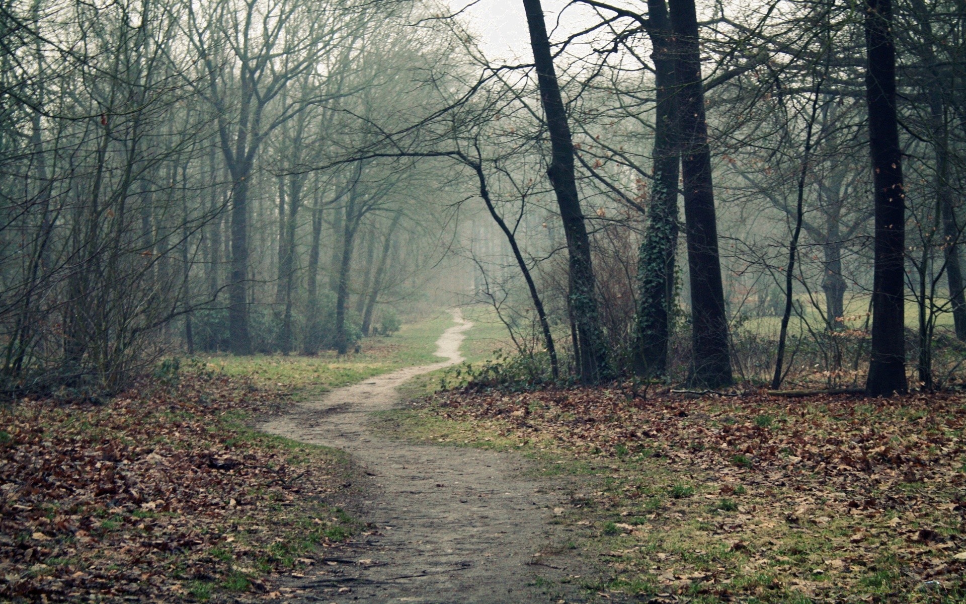 wald baum landschaft holz straße natur umwelt herbst park guide nebel blatt saison zweig im freien licht nebel dämmerung wetter landschaftlich