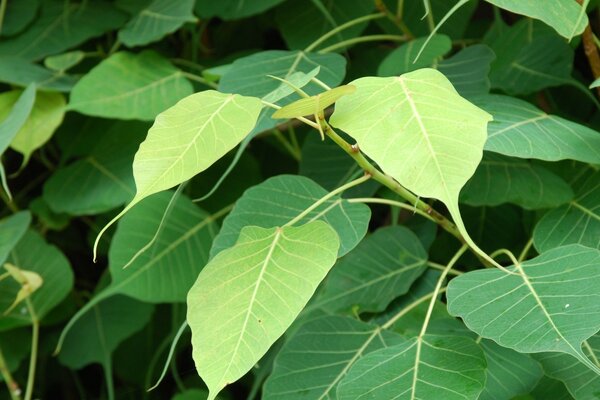 Hojas verdes y amarillas, es naturaleza y fauna