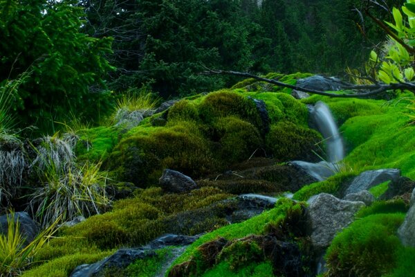 Ein Waldbach zwischen Moos und Steinen