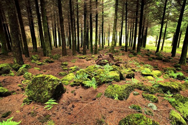 Forest landscape with rocks and moss