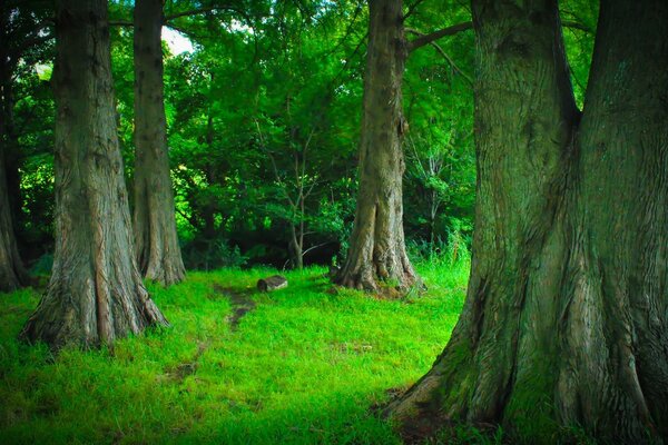 Five large trees on a green lawn