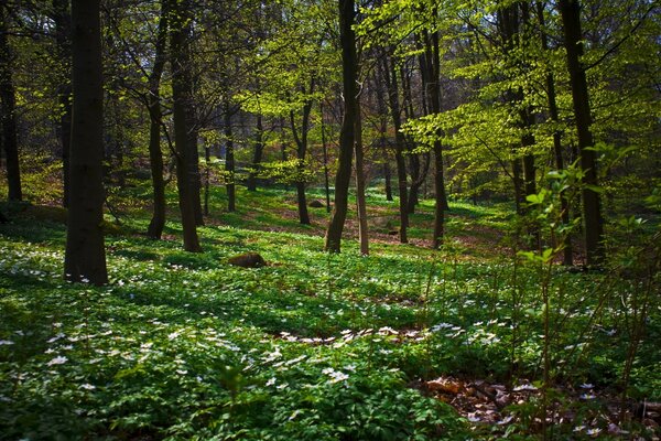 Pine forest in all its glory with flowers