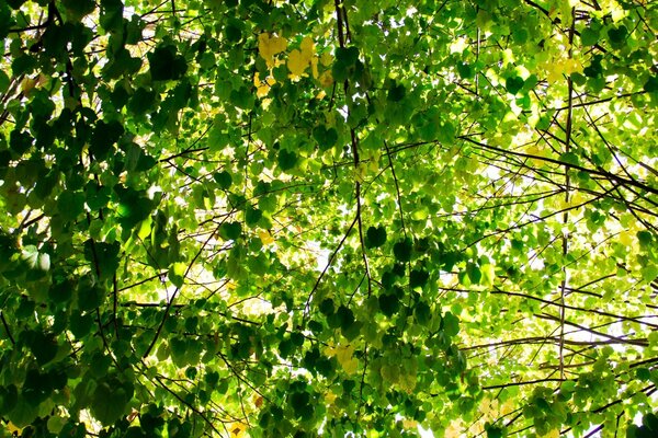 Background of summer green leaves