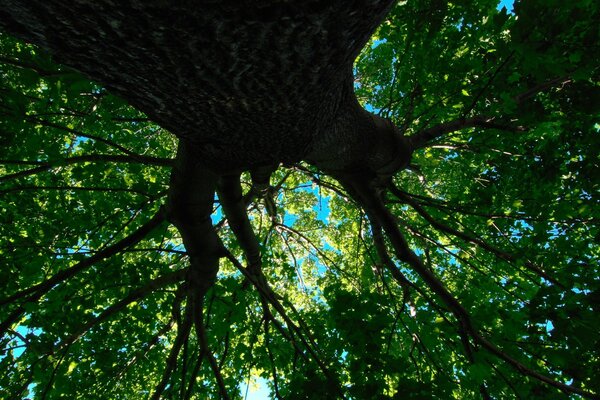 The crown of a century-old tree in the blue sky