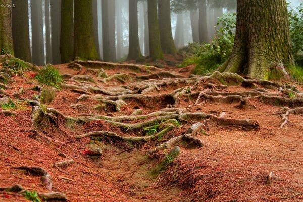 Naturaleza. Bosque. Los árboles y sus raíces