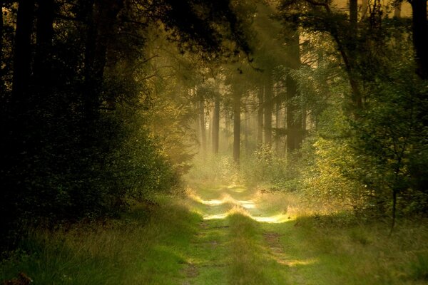 Paysage de forêt avec les rayons du soleil