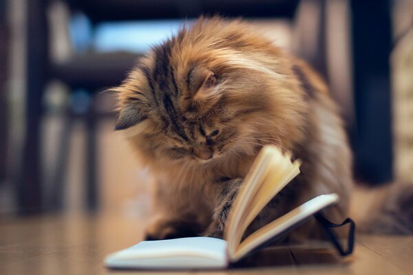 Любопытный котенок читает книгу