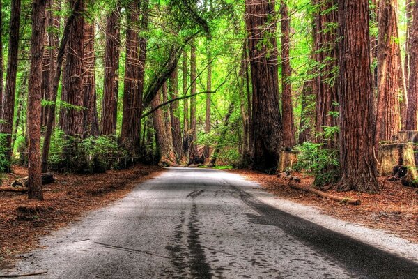 Century-old forest on the sides of the road