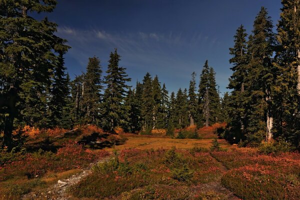 A lot of fir trees in the autumn forest