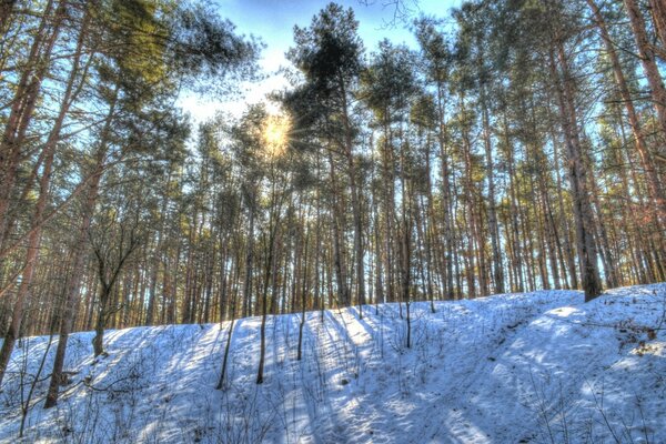 Die Sonnenstrahlen leuchten durch den Winterwald