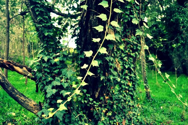 Die Natur. Ein mit Efeu umwickelter Baum