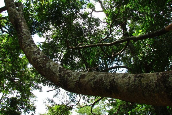 Summer greenery of nature on the background of the sky