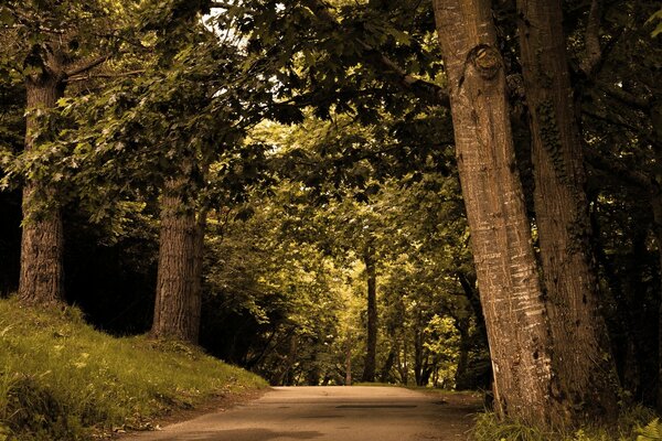 Nachtspaziergänge auf Parkwegen