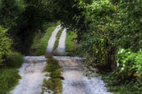 Route forestière au milieu d une végétation verte dense