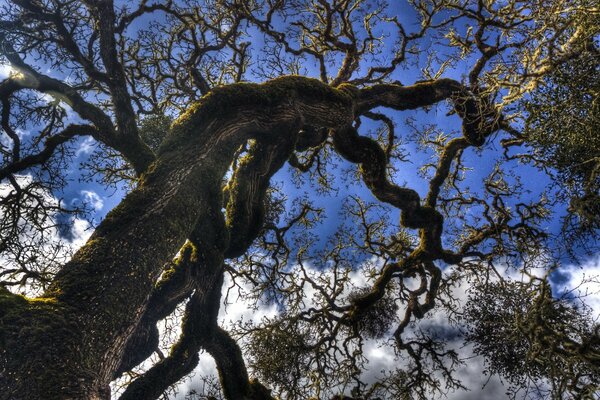 Arbre miracle géant ne touche pas