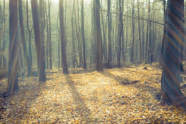 A sunlit clearing in the autumn forest