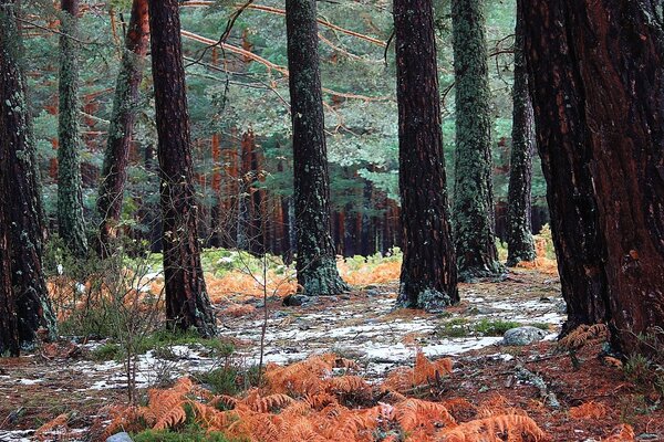 Hermoso bosque de otoño en otoño