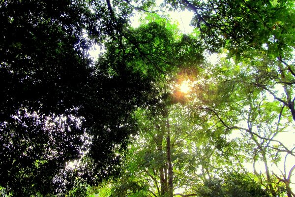 La arboleda verde en Siberia es hermosa