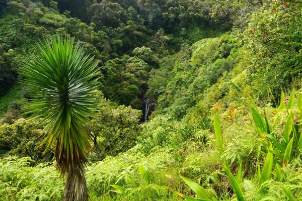 Natureza tropical, palmeiras e arbustos