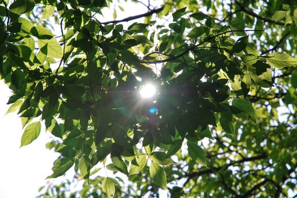 Rayos de luz pasan a través de las hojas