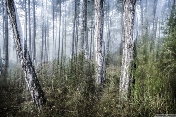 Stämme alter Bäume sind in Nebel gehüllt