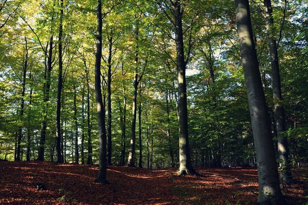 Waldlandschaft. Viele Bäume