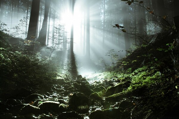 Morgendämmerung im wilden Wald