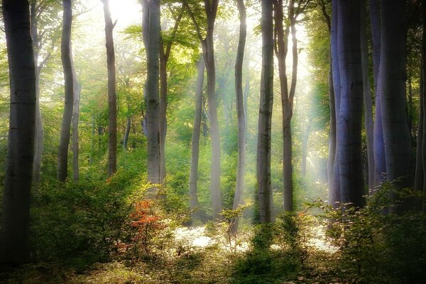 Die Sonne bricht in den dichten Wald ein