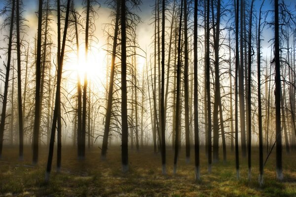 Bare trees without leaves illuminated by the sun