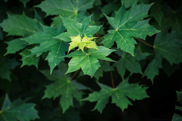 Feuilles d érable émeraude