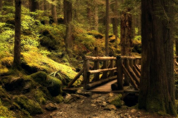 Ein mächtiger Wald und eine Brücke über den Abgrund