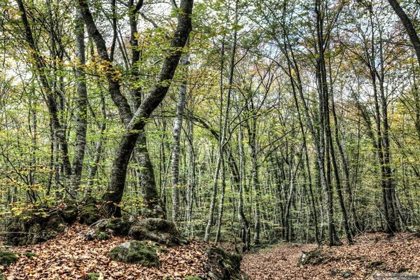 Orman manzarası. Ağaçlar ve yapraklar