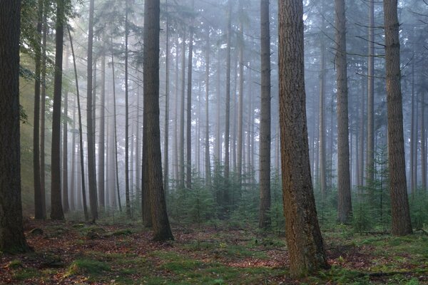 Misteriosa niebla en un bosque tranquilo