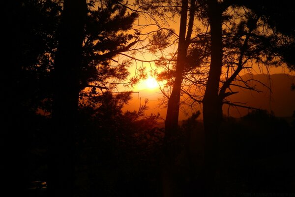 Pôr do sol no fundo dos picos da floresta de coníferas