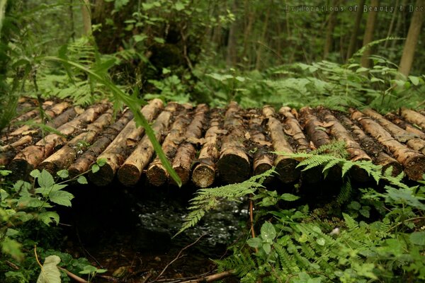 Ponte de varas de bambu através do Riacho