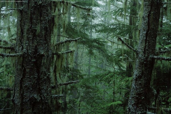 Le fourré de la forêt n est pas une obscurité verte prolasée