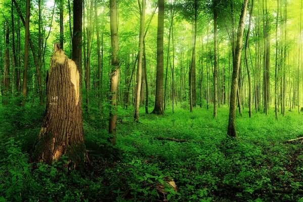 Forêt paysage ensoleillé et arbres