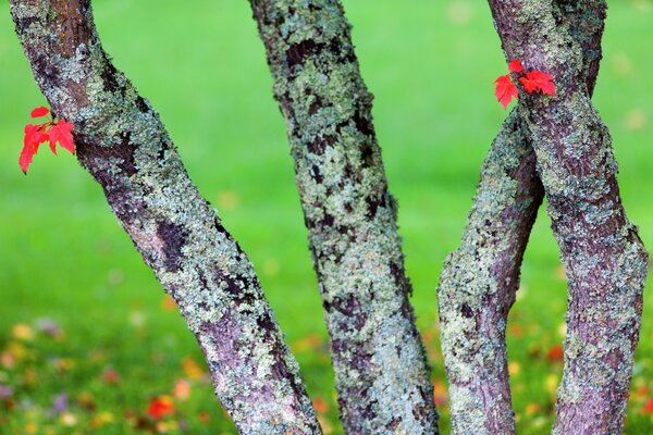 Tree trunks with red leaves