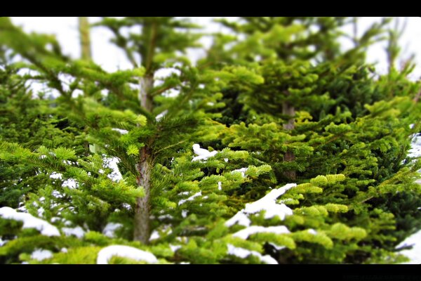 أشجار عيد الميلاد في الثلج هي الشيء الرئيسي في سيبيريا