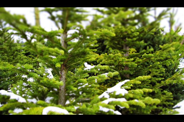 Kardaki Noel ağaçları Sibirya da ana şey