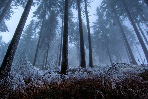 Frost on the grass among the tree trunks