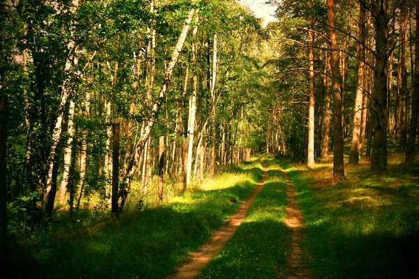 Sentiero nella foresta mista estiva