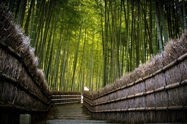 Estrada de pedra no bosque de bambu